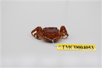 藏品(角額仿相手蟹)的圖片